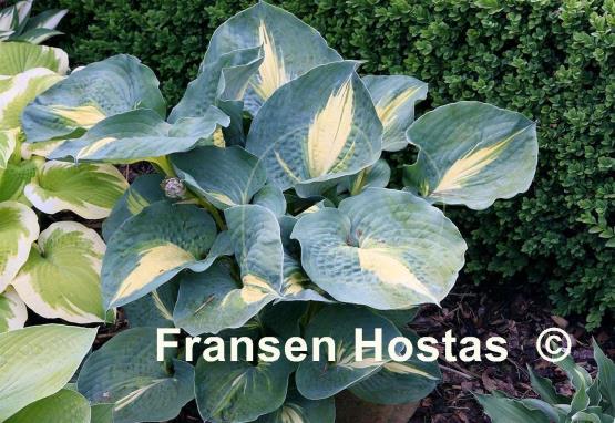 Hosta Thunderbolt